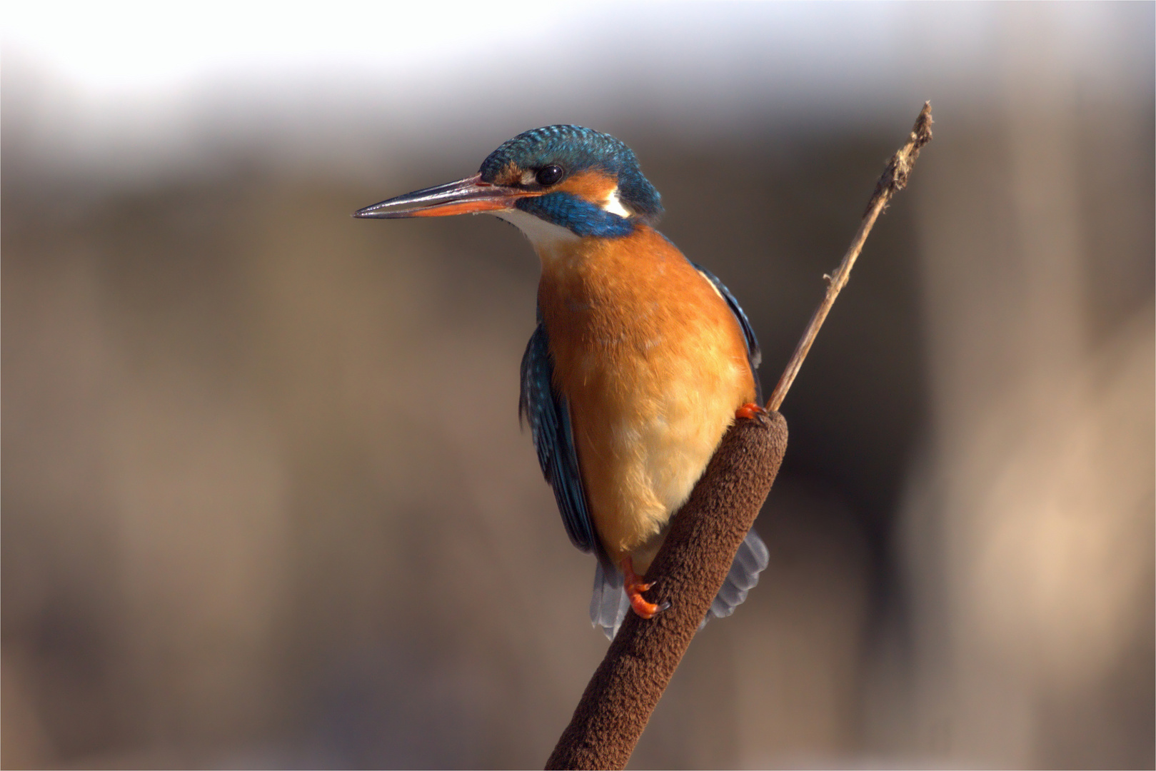 Schicke Krallen...Eisvogel Weibchen