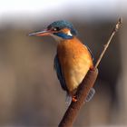 Schicke Krallen...Eisvogel Weibchen