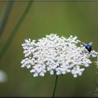 Schicke Schmeißfliege