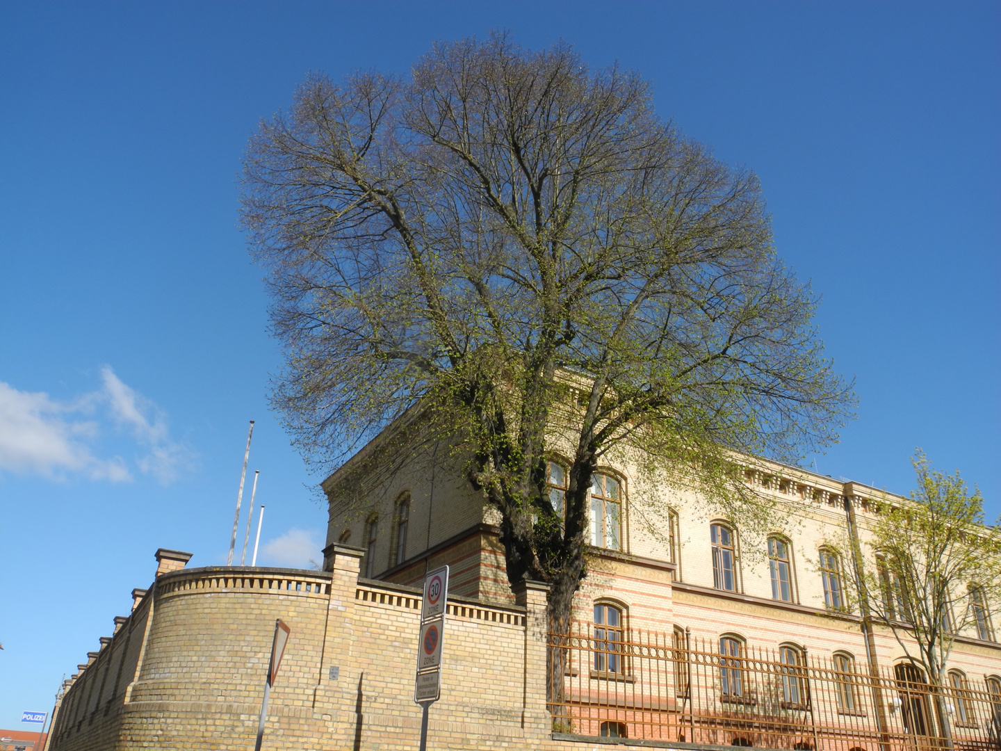 Schicker Baum vor Behördenpalais