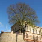 Schicker Baum vor Behördenpalais