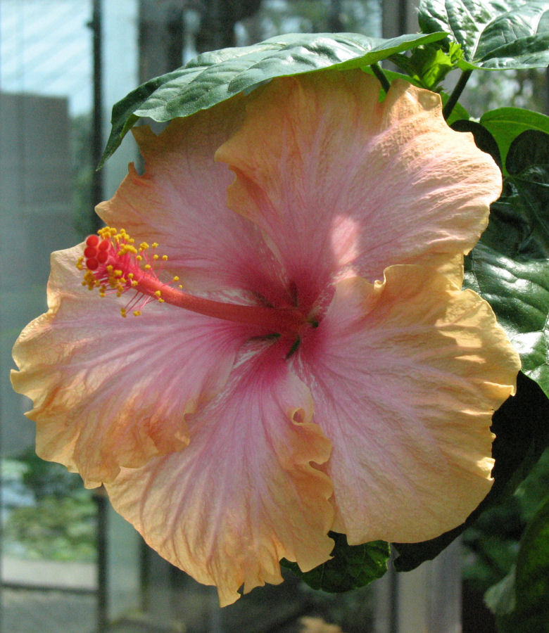 Schicker Hibiskus mit grünem Hut