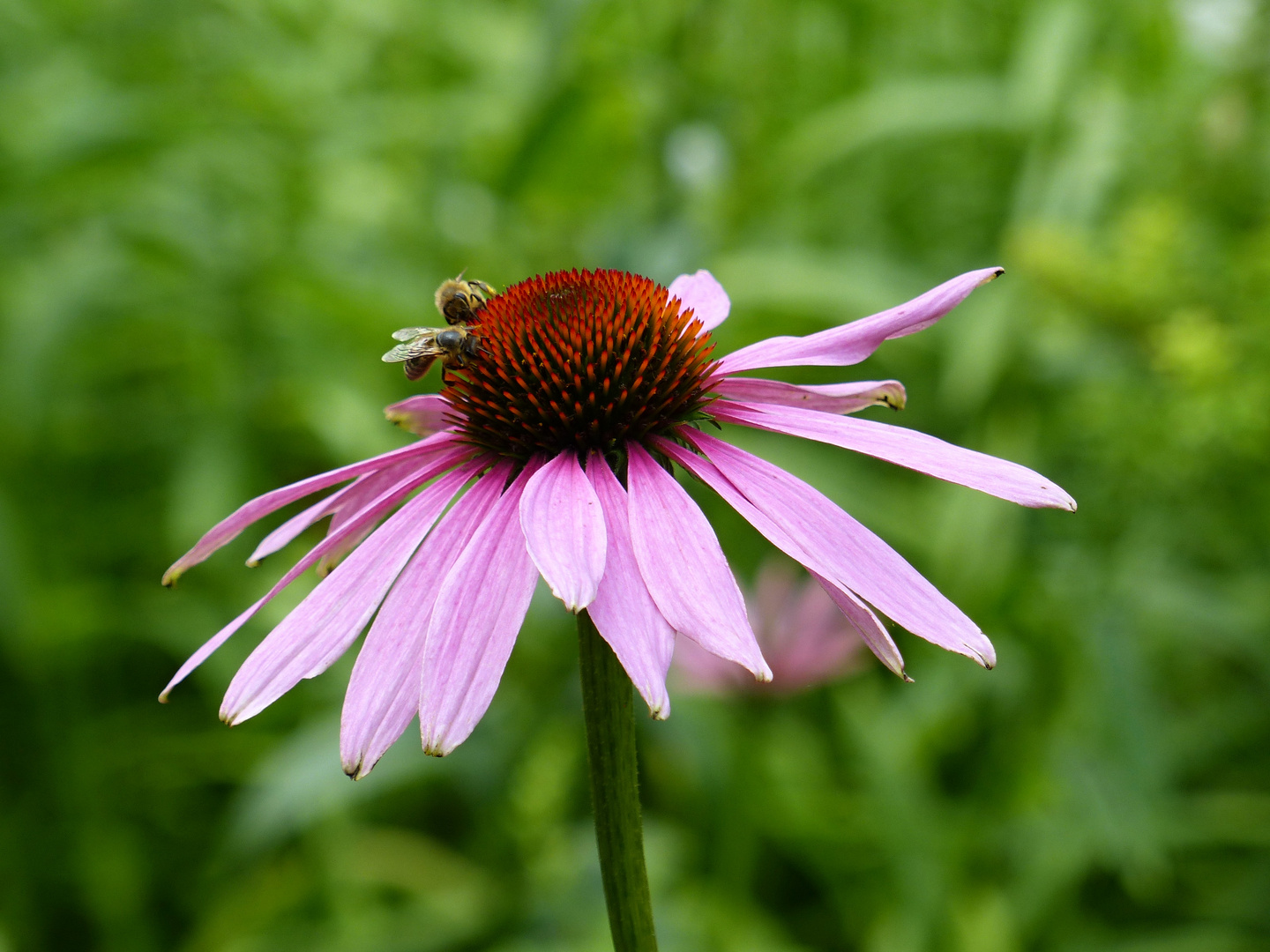 schicker Sonnenhut mit Brummerschmuck