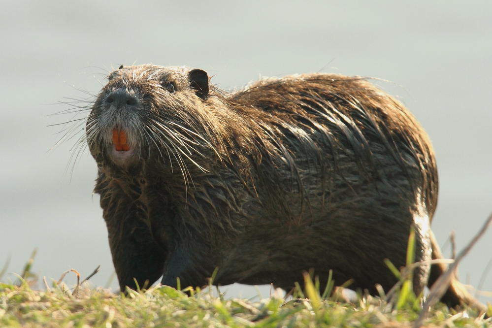 schickes Kerlchen der Nutria