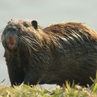 schickes Kerlchen der Nutria