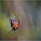 Schicksal einer schwarzen Fliege