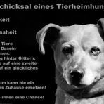 Schicksal oder Chance?