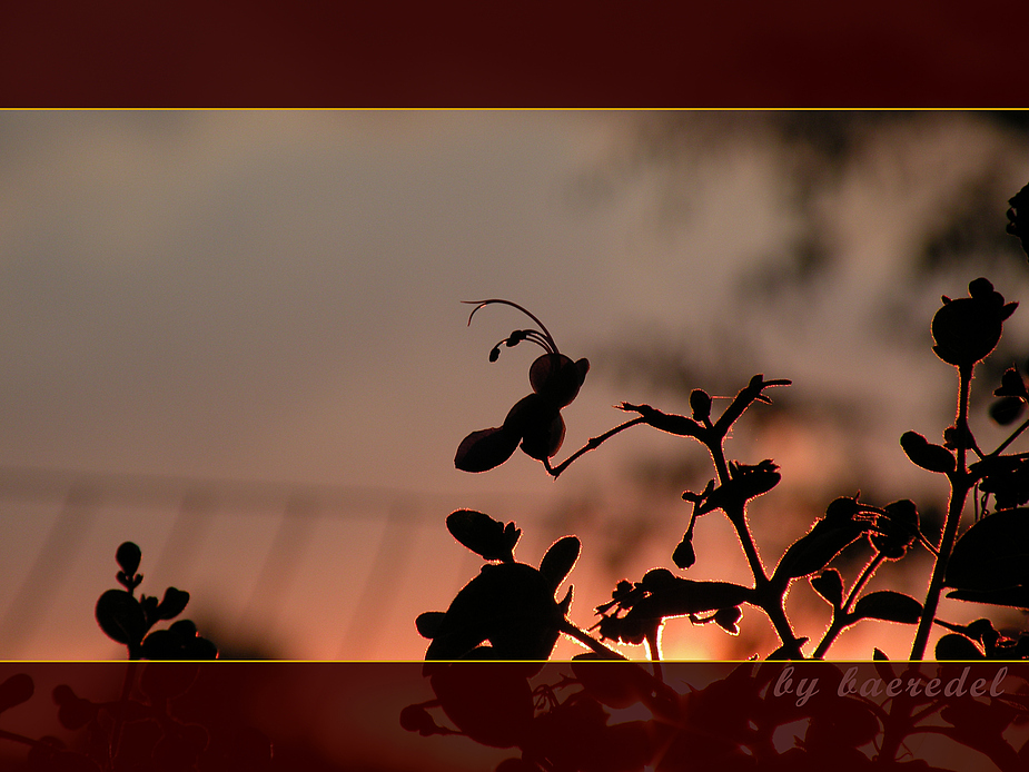 Schicksalsblüte ... in der Abendsonne...