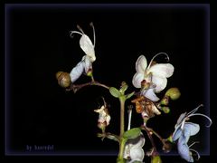 SchicksalsBlüten leuchten Euch auch bei Nacht...