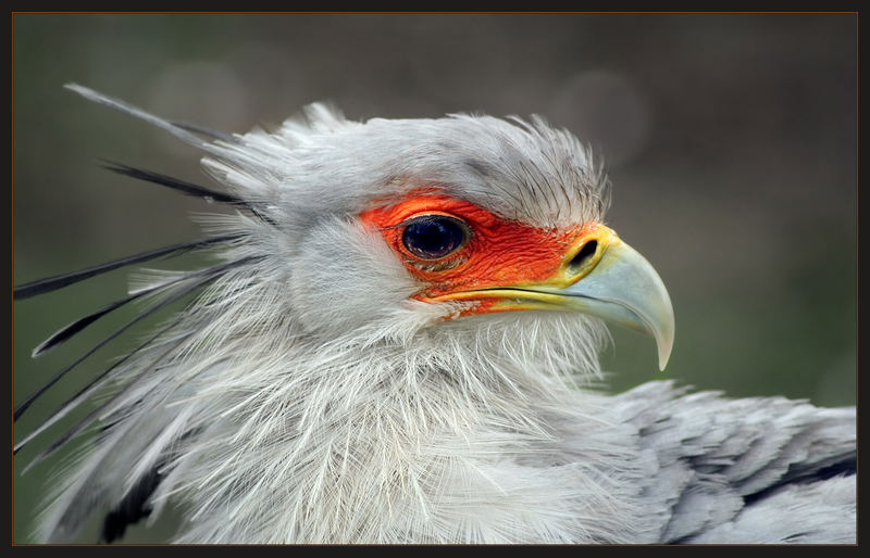 "Schicksalsvogel"