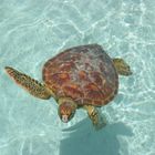 Schidkröte im Lagoonarium auf Bora Bora