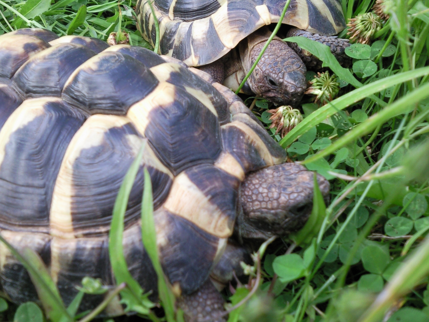 Schidkröten im Gras