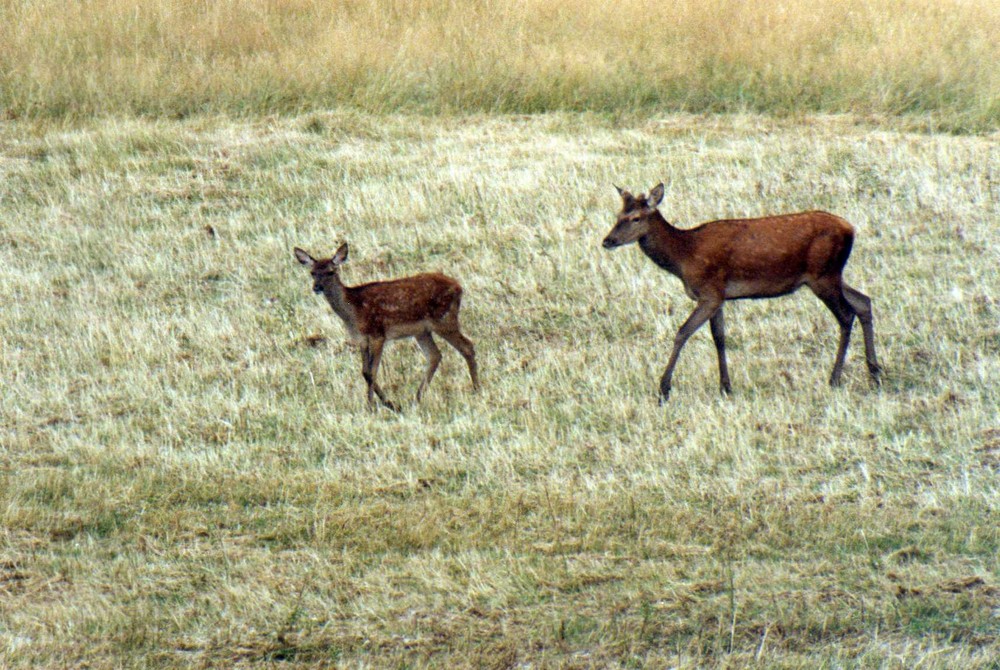 Schiebender Hirsch und Hirschkalb