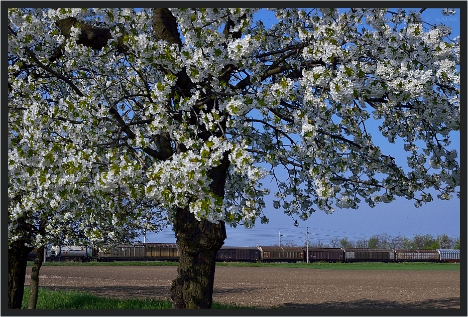 Schiebewandwagen im Frühling