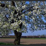 Schiebewandwagen im Frühling