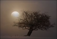 schief im nebel..nicht öffentlich.