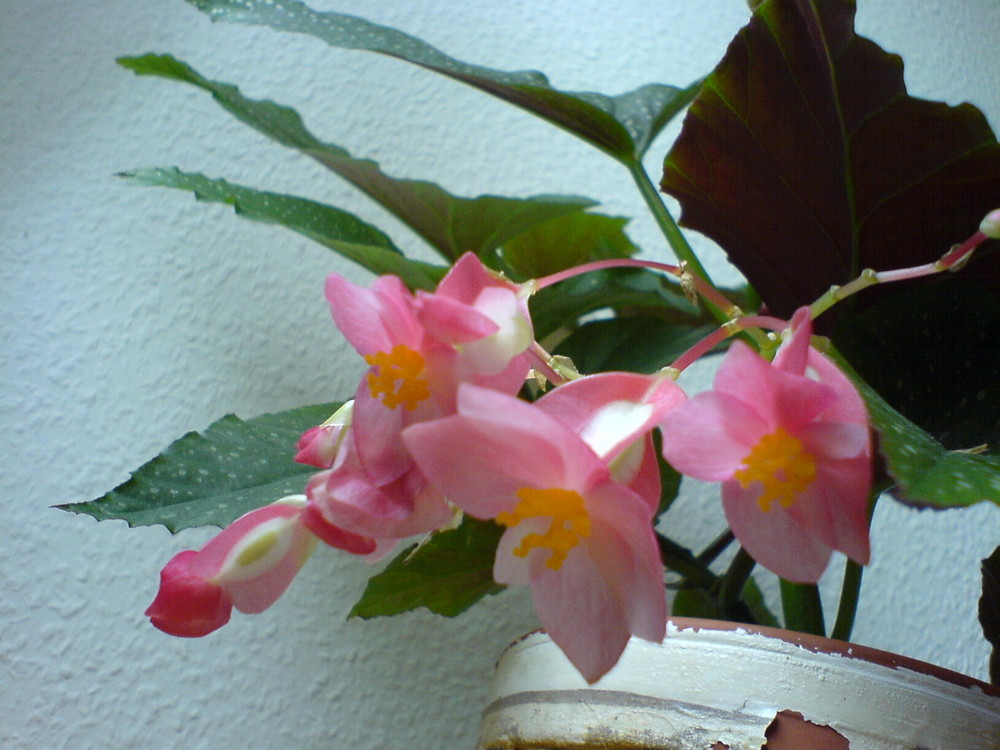 SchiefblattBlüte Foto & Bild pflanzen, pilze & flechten