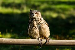 Schiefe Eule im Tierpark