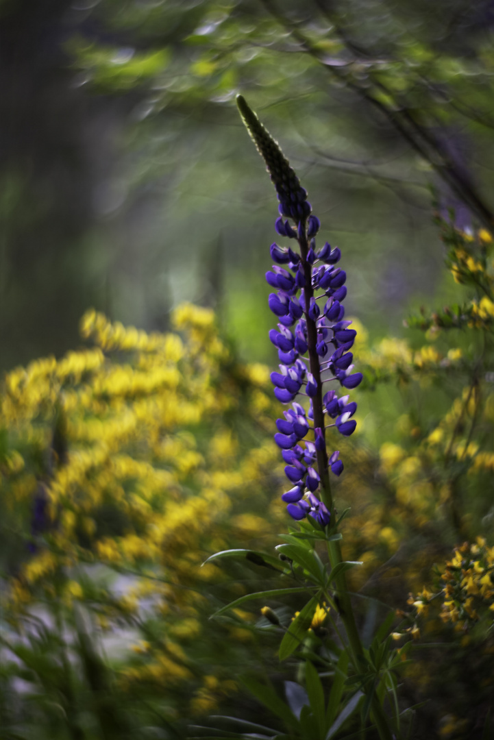 schiefe Lupine