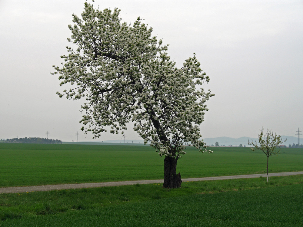 Schiefer Baum