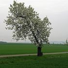 Schiefer Baum