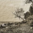 Schiefer Baum an der Steilküste von Fehmarn