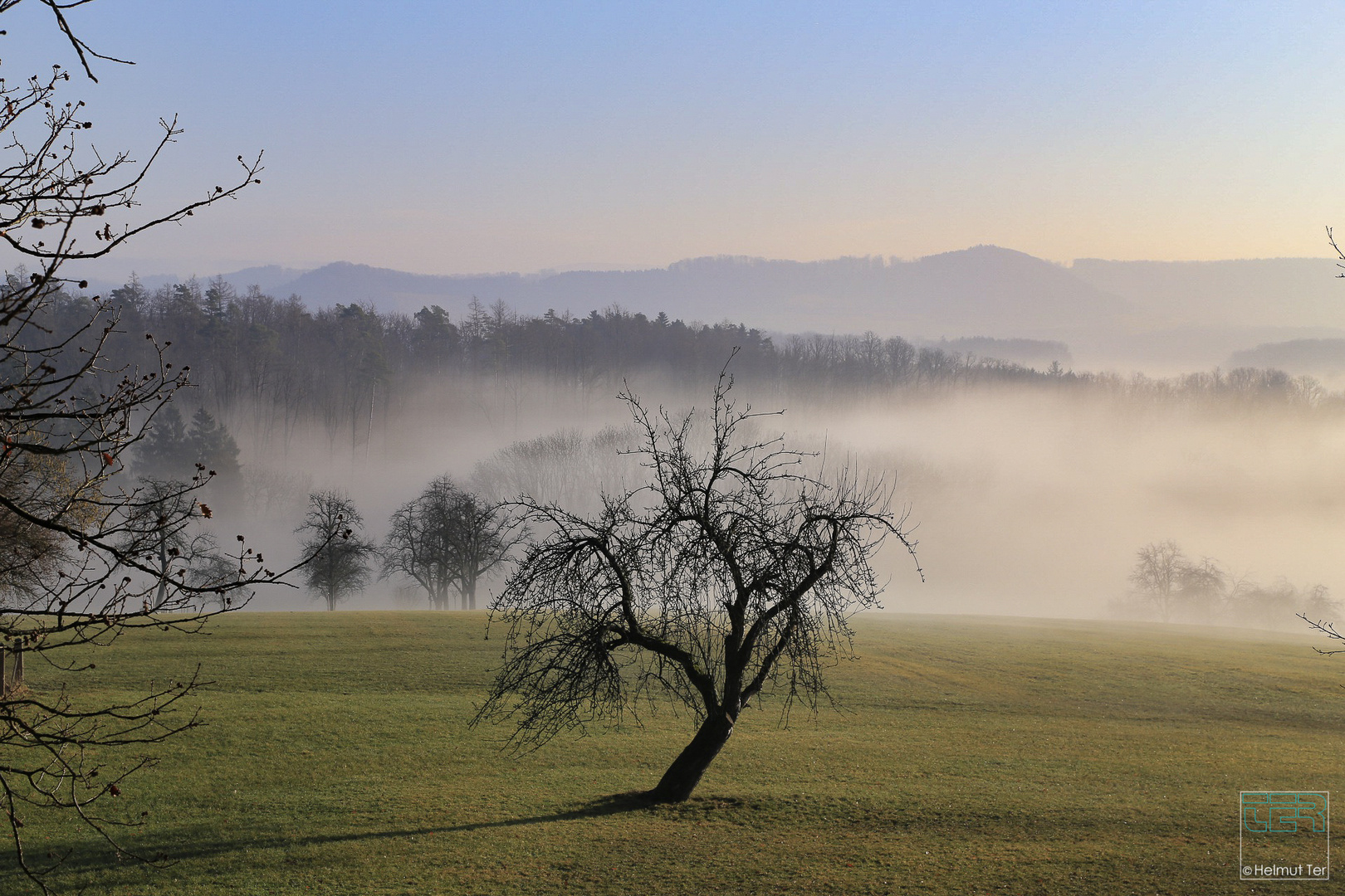 Schiefer Baum im Morgennebel. 