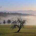 Schiefer Baum im Morgennebel. 