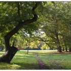 Schiefer Baum neben Waldwegerl vor einer Lichtung - Schloss Laxenburg