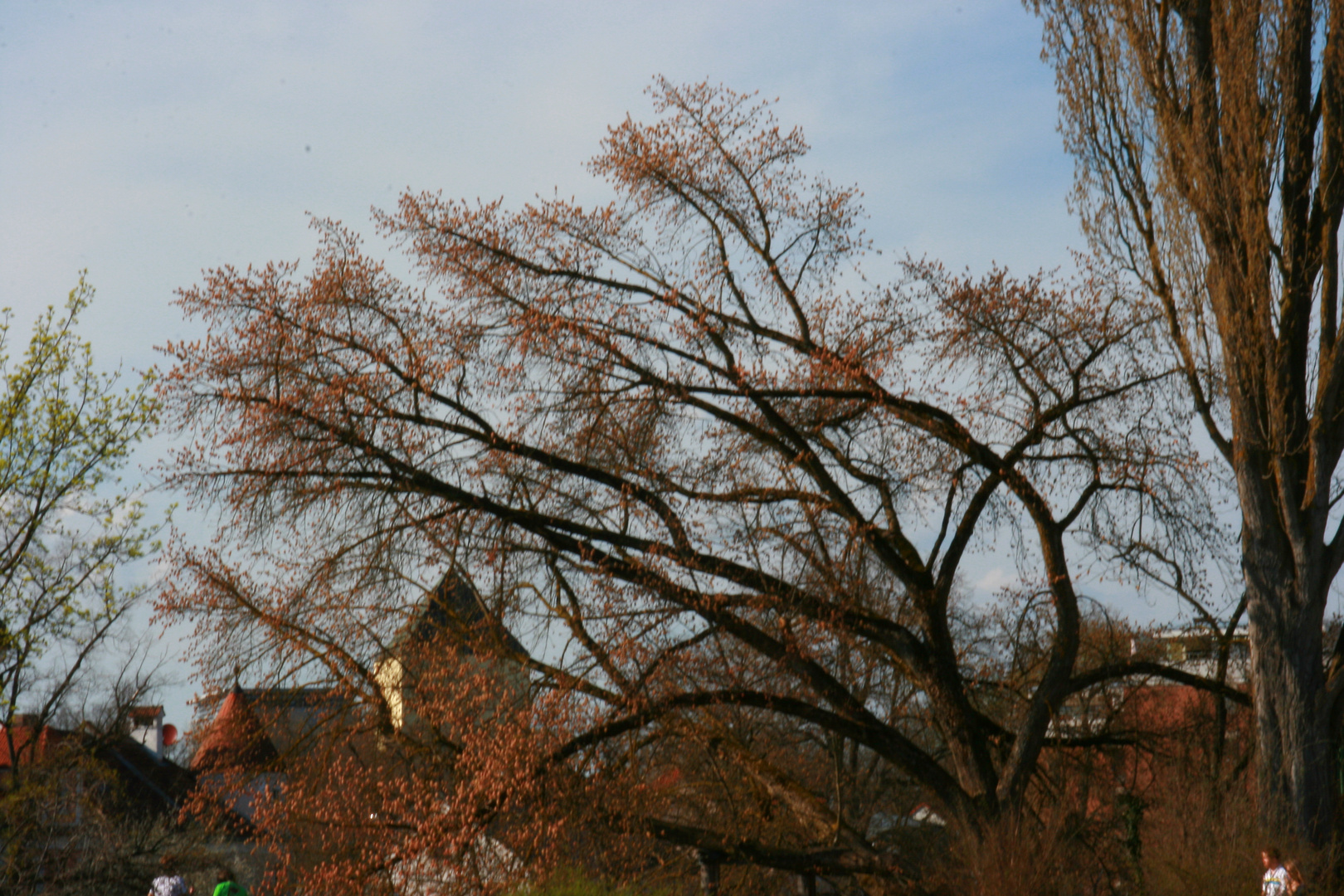 Schiefer Baum von Isar