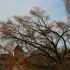 Schiefer Baum von Isar