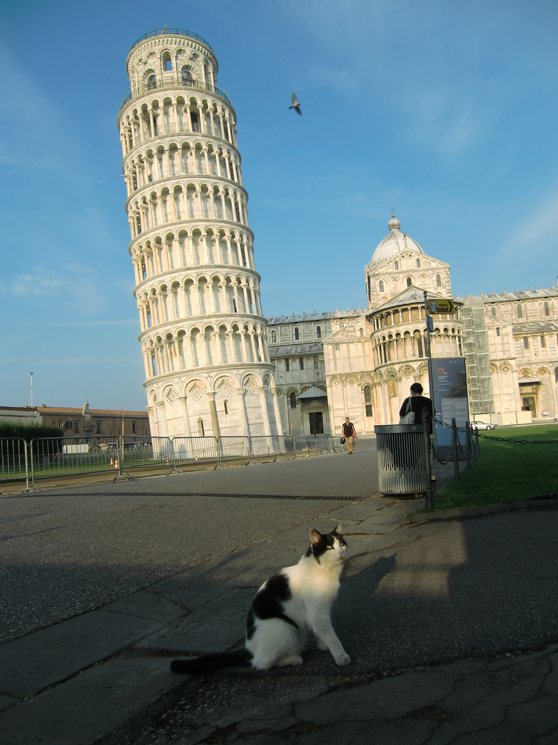 Schiefer Turm mit Katze