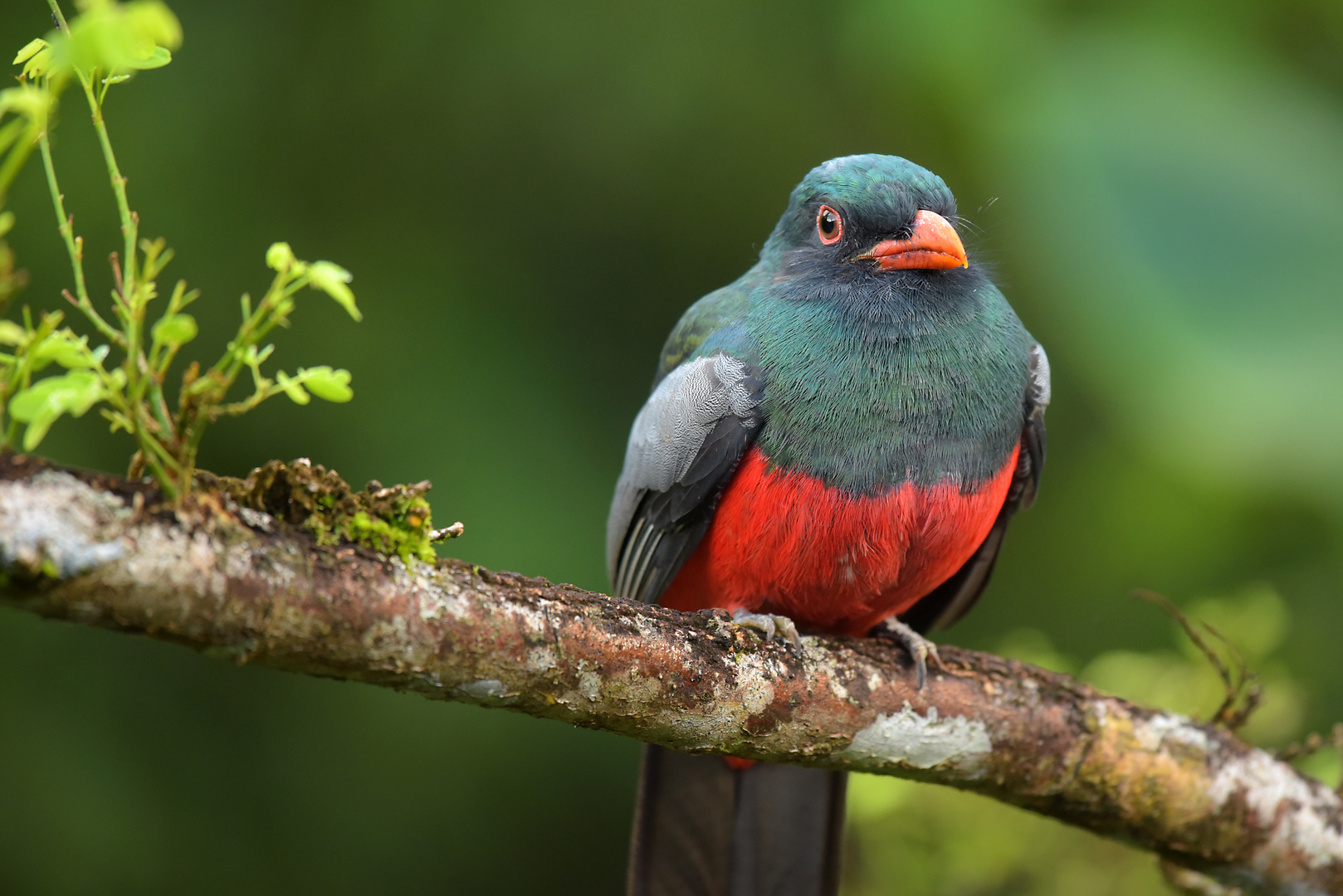 Schieferschwanz-Trogon, Trogon massena