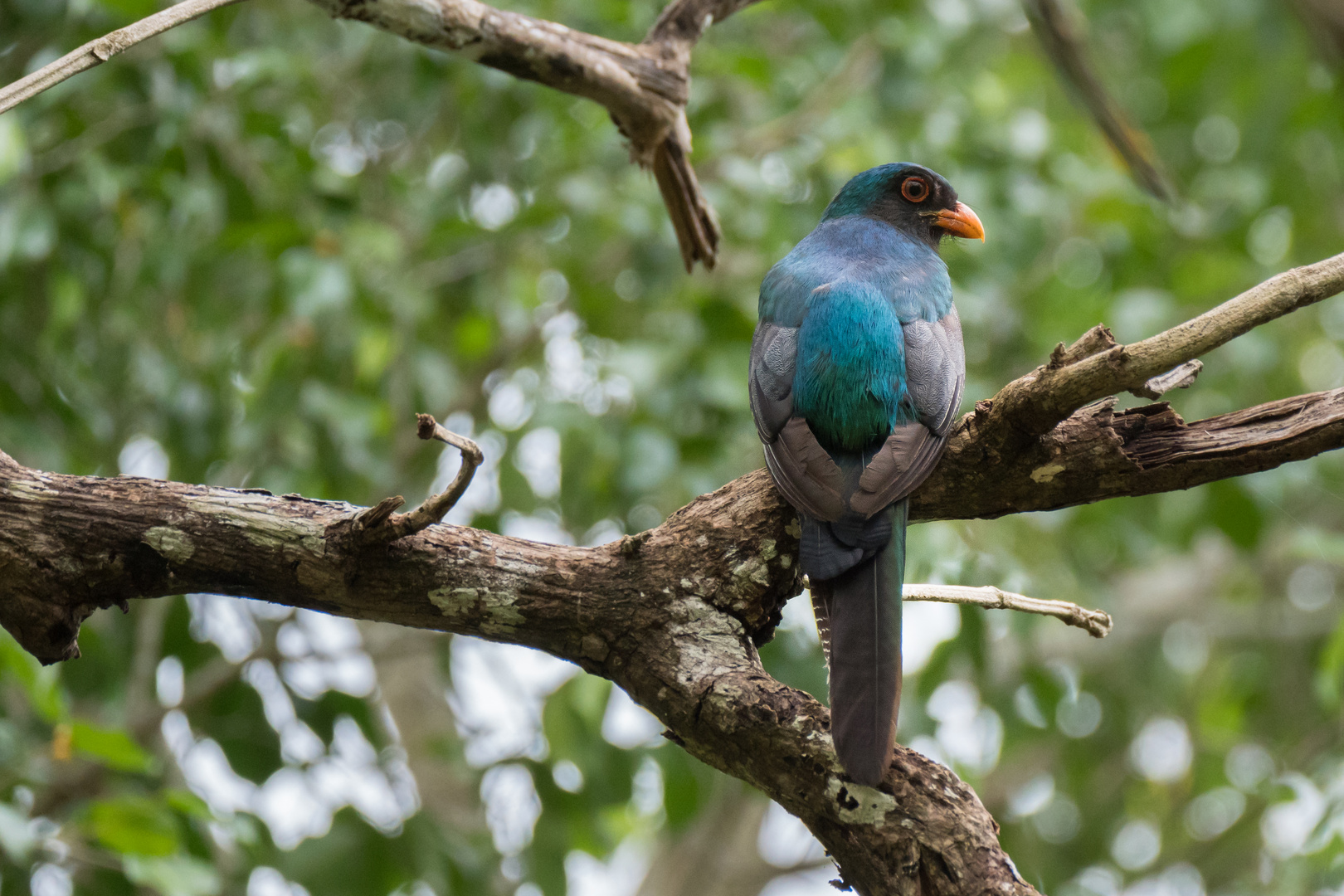 Schieferschwanztrogon 