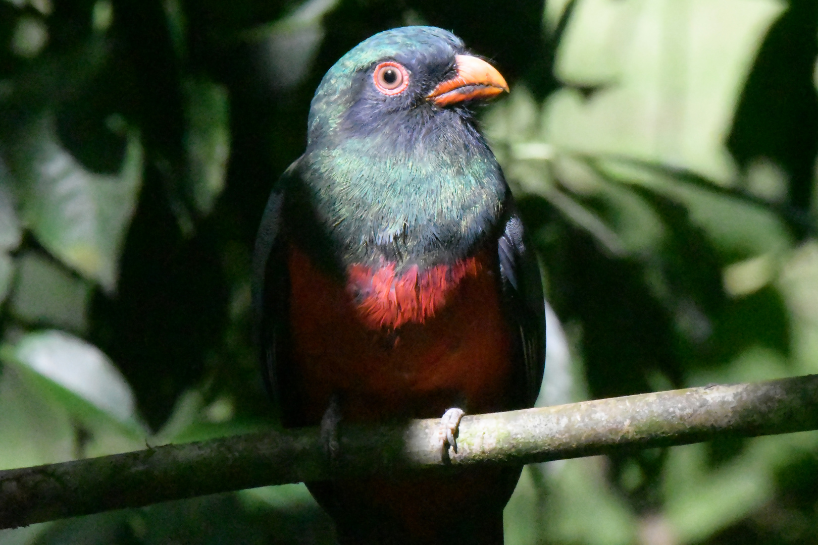 Schieferschwanztrogon