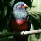 Schieferschwanztrogon