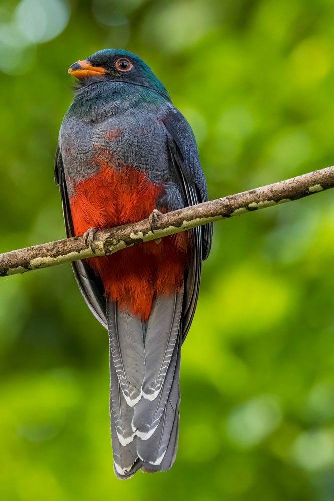 Schieferschwanztrogon / Slatytailed trogon Foto & Bild north america