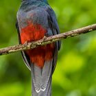 Schieferschwanztrogon / Slaty-tailed trogon