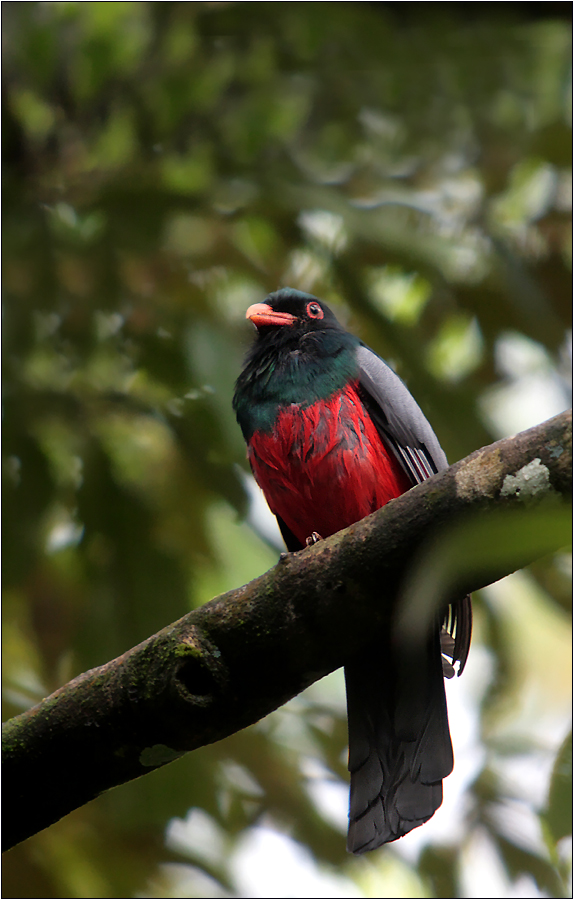 schieferschwanztrogon / slaty-tailed trogon / trogon massena (30 cm)