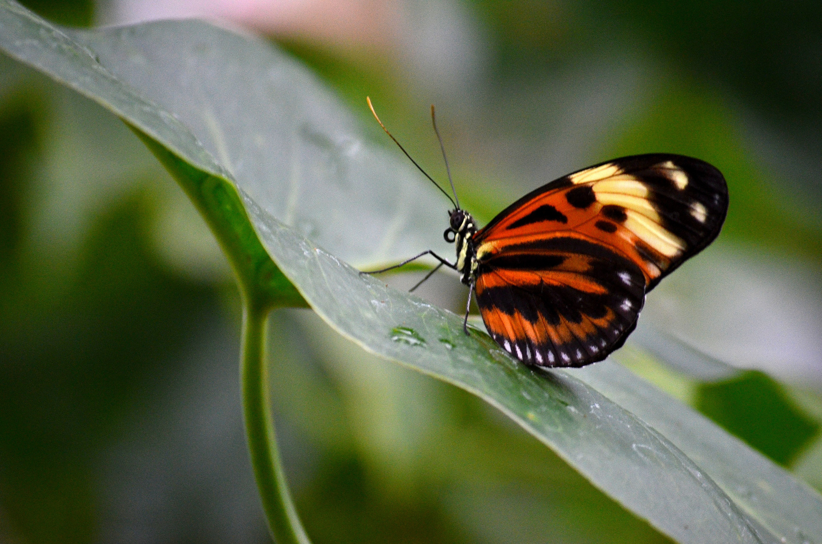 Schiefes Blatt mit buntem Schmetterling