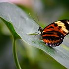 Schiefes Blatt mit buntem Schmetterling