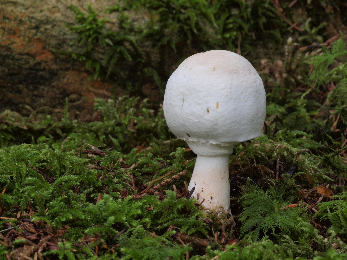 Schiefknolliger Anis- Champignon (Agaricus essettei)