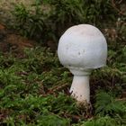 Schiefknolliger Anis- Champignon (Agaricus essettei)