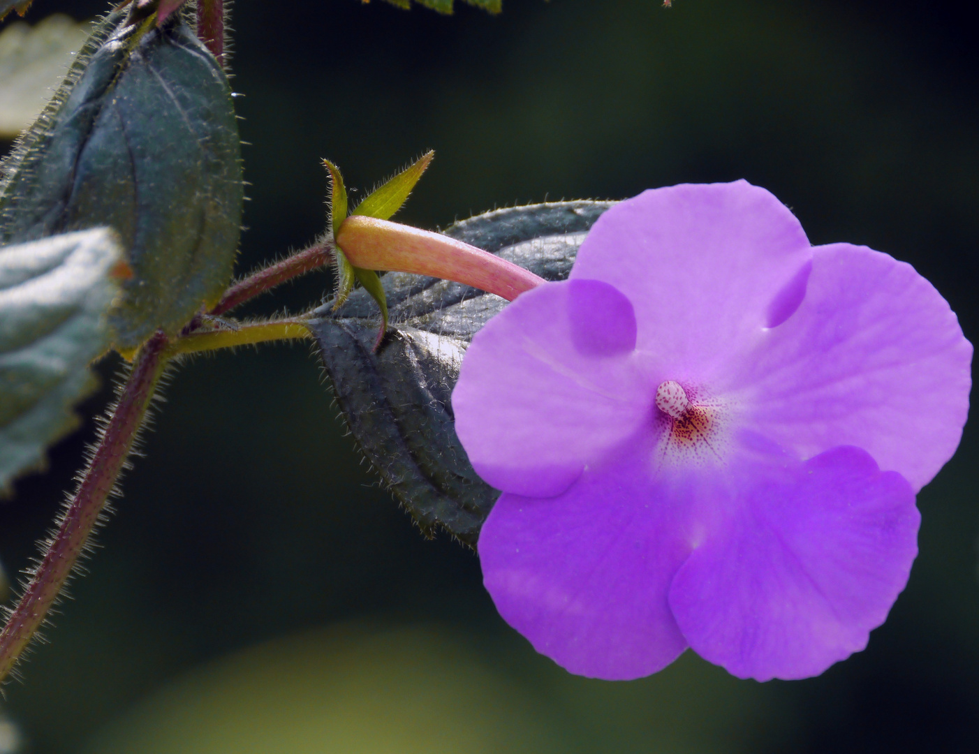 Schieftellerblüte