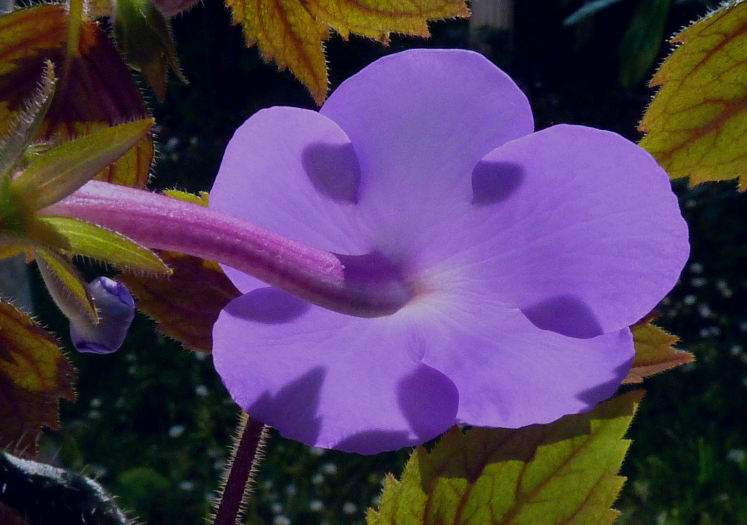 Schieftellerblüte