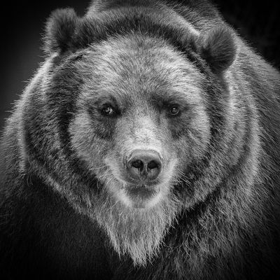 Brüllender Bär Brüllender Bär