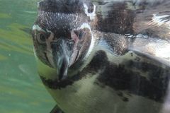 schielender Pinguin
