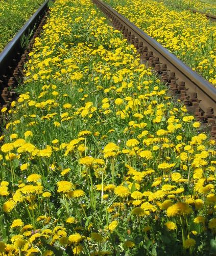 Schienen in den Frühling