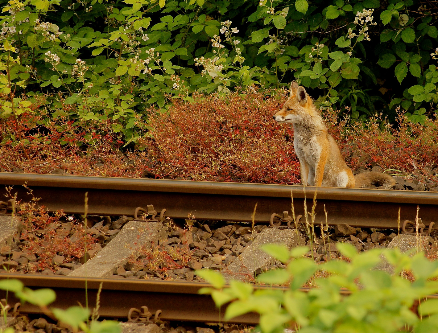 "Schienenfuchs"