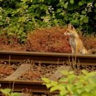 "Schienenfuchs"